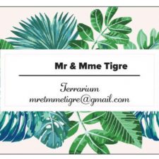 TIGRE