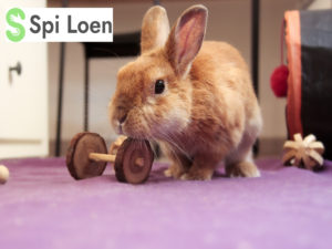 Photo Lapin